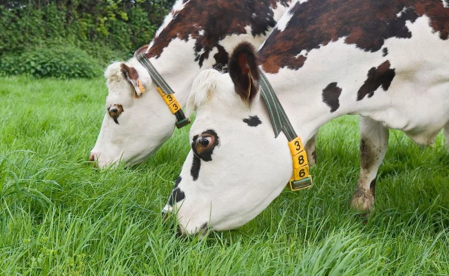 UHFRFID는 가축 산업에서 어떻게 작동합니까?